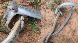 Snakes Video: కోపంతో పెనవేసుకుని ఫైటింగ్‌కు దిగిన రెండు పాములు.. వీడియో వైరల్..
