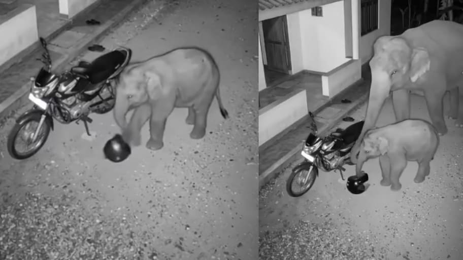 Elephant Video: హెల్మెట్‌తో ఫుట్ బాల్ ఆడుతున్న గున్న ఏనుగు.. ఇంతలో బిగ్ ట్విస్ట్ ఇచ్చిన తల్లి ఏనుగు.. వీడియో వైరల్..