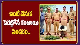 ఇంటి వెనుక పెరట్లోనే గంజాయి పెంపకం.. ఎక్సైజ్ అధికారులు ఏం చేశారంటే?