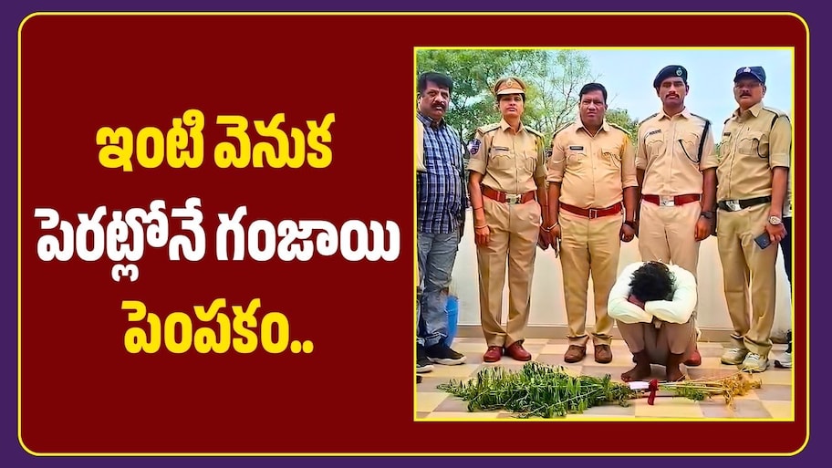 ఇంటి వెనుక పెరట్లోనే గంజాయి పెంపకం.. ఎక్సైజ్ అధికారులు ఏం చేశారంటే?