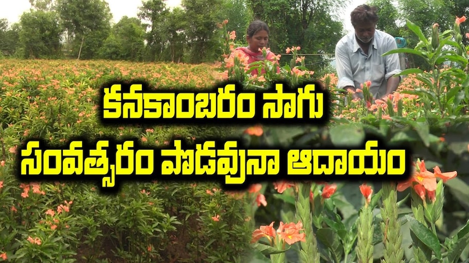 కనకాంబరంతో సిరుల పంట.. 25 సెంట్లలో సాగు చేస్తూ.. ఏడాది పొడవునా లాభాలు గడిస్తున్న రైతు..!!