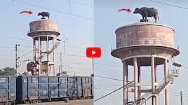 వామ్మో.. అంత ఎత్తులో దున్నపోతు.. వాటర్ ట్యాంక్‌పైకి ఎలా ఎక్కింది?