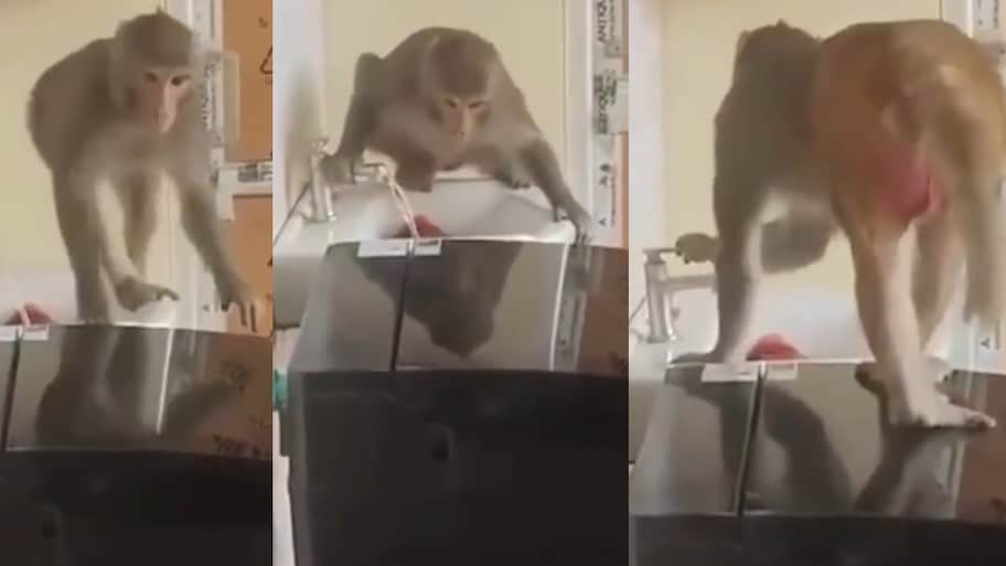 Monkey Video: ఇది కదా పొదుపు చేయడం.. నీళ్లను తాగి ట్యాప్ కట్టేసిన వానరం.. వీడియో వైరల్..